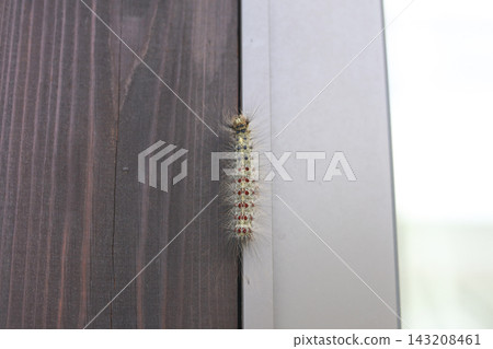Big caterpillar Big caterpillar 143208461