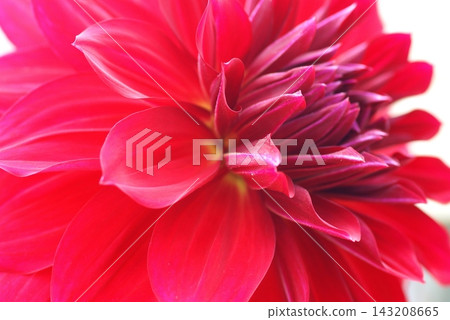 一張特寫照片，展現了一朵碩大、引人注目的紅色大麗花。 143208665