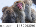 Snow Monkeys ~ Jigokudani Monkey Park ~ (Yamanouchi Town, Nagano Prefecture) 143208690