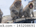 Snow Monkeys ~ Jigokudani Monkey Park ~ (Yamanouchi Town, Nagano Prefecture) 143208691