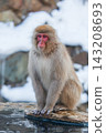 Snow Monkeys ~ Jigokudani Monkey Park ~ (Yamanouchi Town, Nagano Prefecture) 143208693