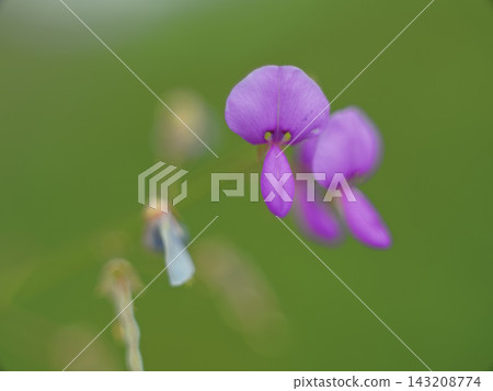 Alecid nisubitohagi 143208774