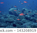 一群石斑魚 143208919