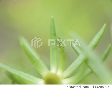 An ant An ant 143208923