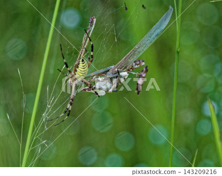 A female long-jawed orb spider preying on a grasshopper A female long-jawed orb spider preying on a grasshopper 143209216