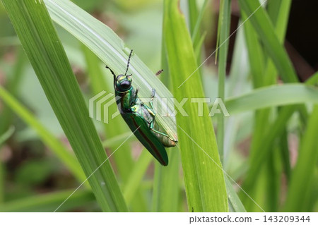 Jewel beetle (Japanese jewel beetle) Japanese insect Abdomen Jewel beetle (Japanese jewel beetle) Japanese insect Abdomen 143209344