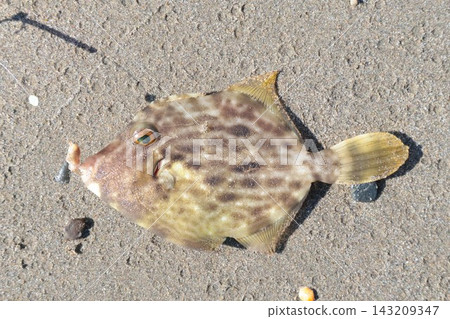 Filefish caught by surf fishing - Fishing results Filefish caught by surf fishing - Fishing results 143209347