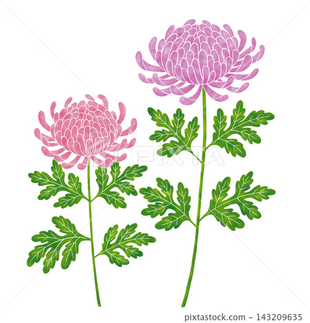 水彩風格的菊花 水彩風格的菊花 143209635