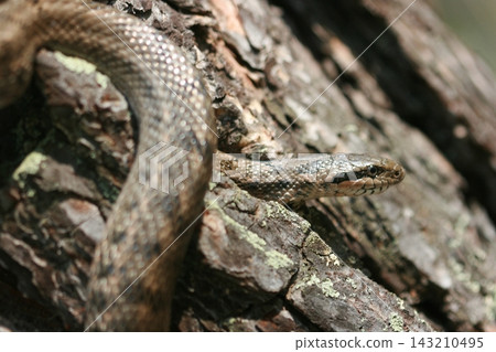 elegant snake coiled on a branch with fangs exposed in a blurred forest setting elegant snake coiled on a branch with fangs exposed in a blurred forest setting 143210495