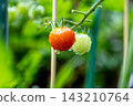 西紅柿變紅的栽培家庭花園 143210764