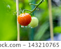 西紅柿變紅的栽培家庭花園 143210765