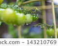微型蕃茄藍色果子 143210769