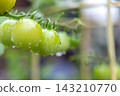 微型蕃茄藍色果子 143210770