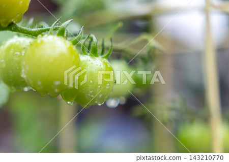 微型蕃茄藍色果子 微型蕃茄藍色果子 143210770