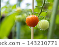 西紅柿變紅的栽培家庭花園 143210771