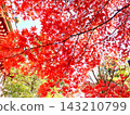 鮮紅的秋葉 143210799