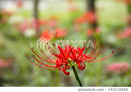 色彩繽紛的紅蜘蛛百合，給你秋天的感覺 143210868