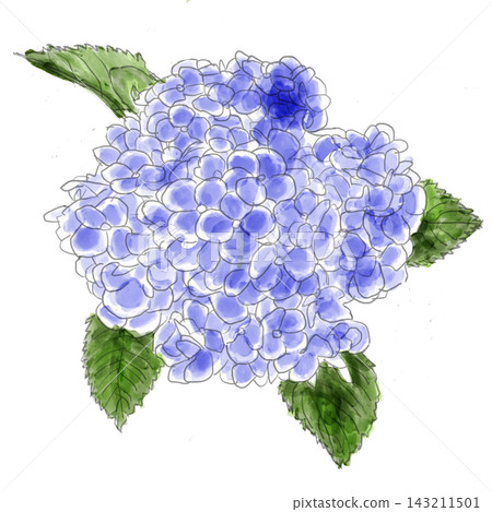 Hydrangea painted in watercolor Hydrangea painted in watercolor 143211501