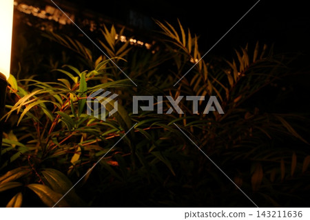 夜晚,樹籬亮了起來。 夜晚,樹籬亮了起來。 143211636