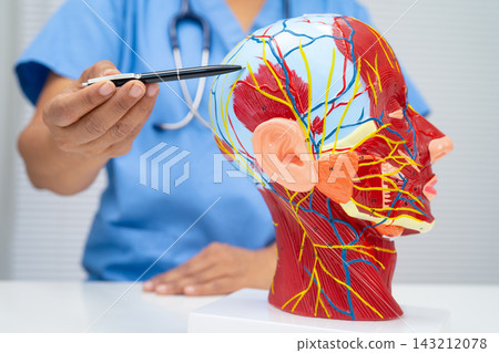 Asian doctor with half head and neck with vessels model. Asian doctor with half head and neck with vessels model. 143212078