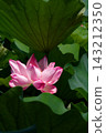 Pink lotus flowers bloom in Shinobazu Pond amidst light and shadow. 143212350