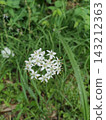 White pentas flowers 143212363