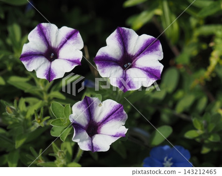 Park flowers Park flowers 143212465