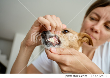 Woman checking dog teeth at home Woman checking dog teeth at home 143212492