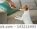 Small dog sniffing toothbrush before teeth cleaning 143212493