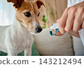 Dog watching owner put toothpaste on toothbrush 143212494