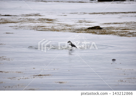 Harbor seal swimming in the Atlantic ocean, Iceland 143212866
