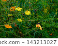 A bumblebee feeding on nectar from a yellow cosmos flower | Yoyogi Park in September 143213027