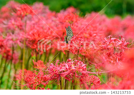 在Higanohana的Swallowtail蝴蝶 在Higanohana的Swallowtail蝴蝶 143213733