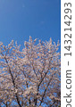藍天白雲，櫻花盛開（背景圖片，留有文字空間） 143214293