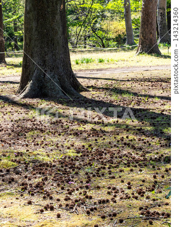 I found a large pile of strangely shaped sweetgum tree fruits in a park this spring. I found a large pile of strangely shaped sweetgum tree fruits in a park this spring. 143214360
