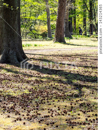 I found a large pile of strangely shaped sweetgum tree fruits in a park this spring. I found a large pile of strangely shaped sweetgum tree fruits in a park this spring. 143214365