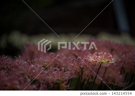 White spider lilies, red spider lilies, Nanbara Temple 143214554