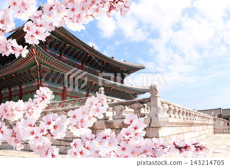 Sakura flowers and ancient pavilion, Gyeongbokgung Palace Complex, Seoul, South Korea. Branch of blooming sakura and old roof of building in traditional korean style. Spring time in Republic of Korea Sakura flowers and ancient pavilion, Gyeongbokgung Palace Complex, Seoul, South Korea. Branch of blooming sakura and old roof of building in traditional korean style. Spring time in Republic of Korea 143214705