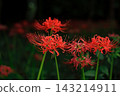 蜘蛛百合鮮豔的紅色花朵 143214911