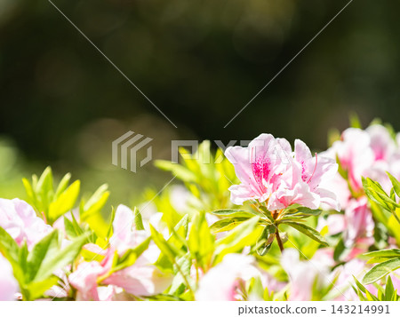 杜鵑花盛開,在春日的陽光下閃閃發光。 杜鵑花盛開,在春日的陽光下閃閃發光。 143214991