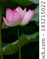 Beautiful pink lotus flowers blooming in Shinobazu Pond 143215022