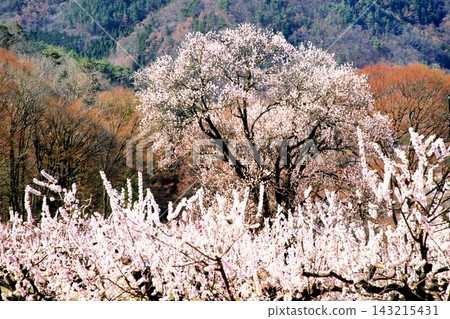 Apricot in the forest Apricot in the forest 143215431