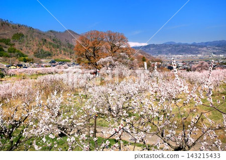 Apricot in the forest Apricot in the forest 143215433