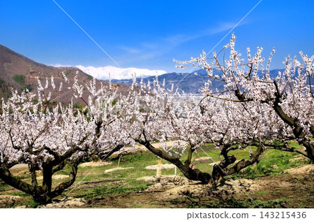 Apricot in the forest Apricot in the forest 143215436