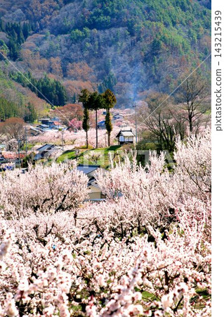 杏在森林裡 杏在森林裡 143215439