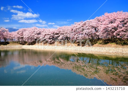 Cherry blossoms of the Rokugo breakwater Cherry blossoms of the Rokugo breakwater 143215710