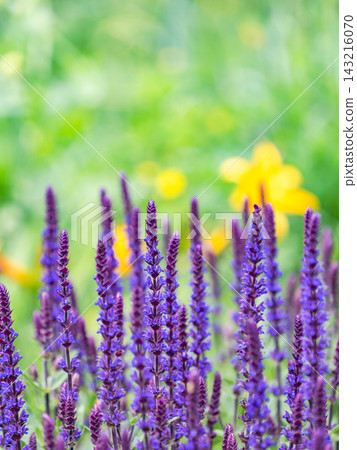 A colorful and cheerful spring flower garden: a perennial garden A colorful and cheerful spring flower garden: a perennial garden 143216070