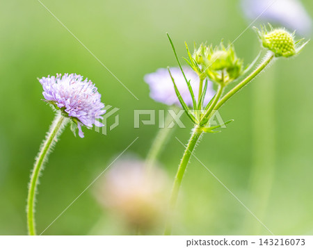 一個色彩繽紛、充滿活力的春季花園:一個多年生花園 一個色彩繽紛、充滿活力的春季花園:一個多年生花園 143216073