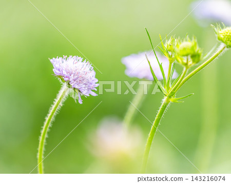 A colorful and cheerful spring flower garden: a perennial garden A colorful and cheerful spring flower garden: a perennial garden 143216074