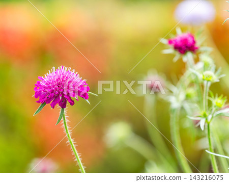 一個色彩繽紛、充滿活力的春季花園:一個多年生花園 一個色彩繽紛、充滿活力的春季花園:一個多年生花園 143216075